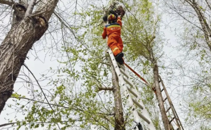 挖野菜上热搜？可别把素质也“挖”没了！