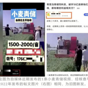 割青麦作饲料？谣言又来了！