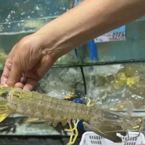 “4只皮皮虾1035元”店主事发次日病逝，最新回应