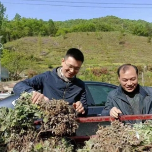 “网红养生烟”涉事企业负责人：自称李时珍后人被打假，改口称是“开玩笑”